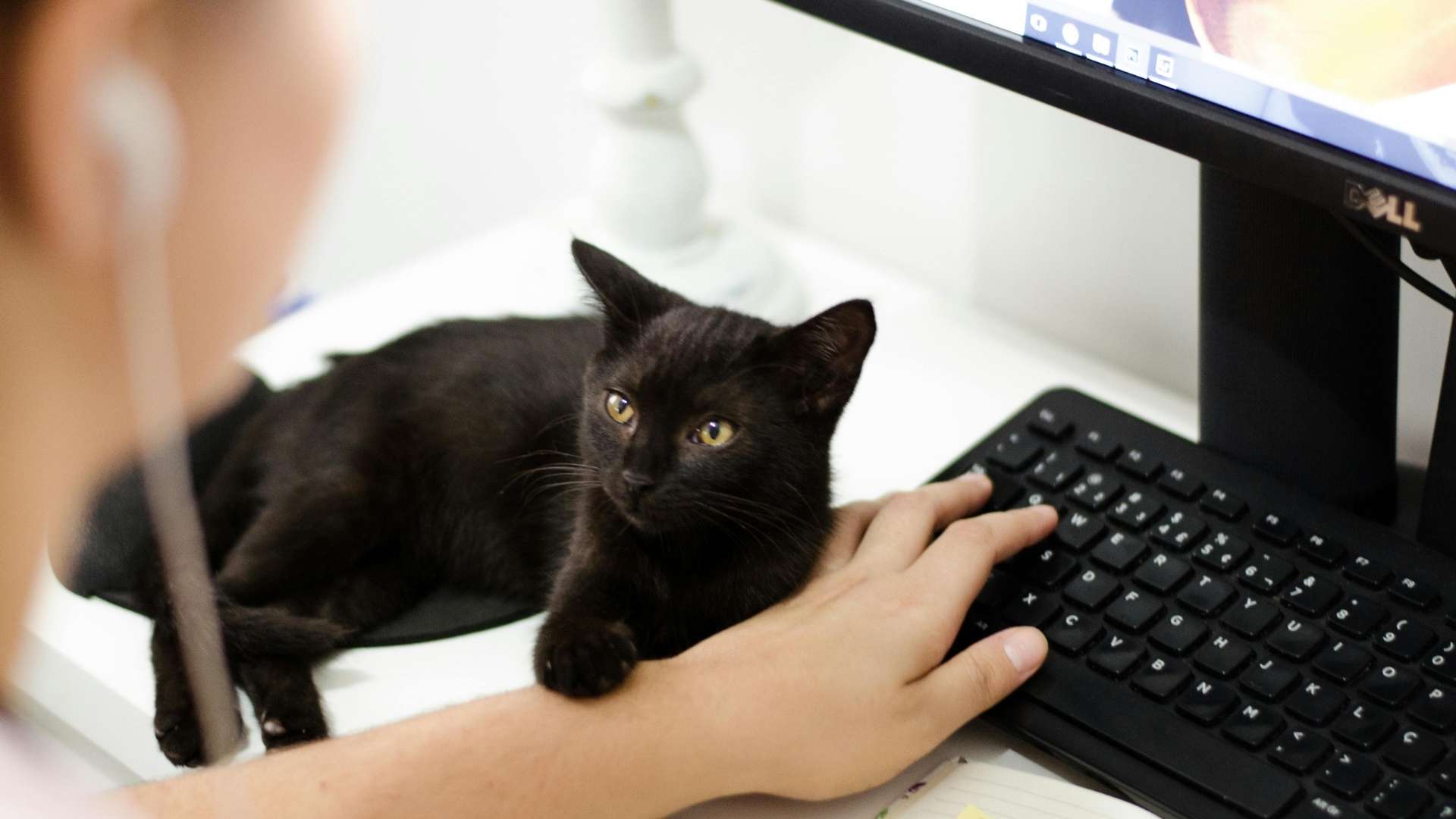 gato ordenador